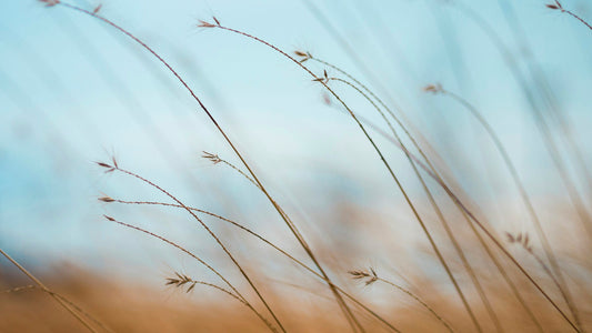 Wild grass seed heads swaying against a soft sky and golden field