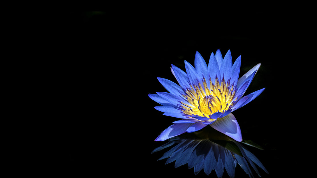 Single blue water lily with its reflection on black water