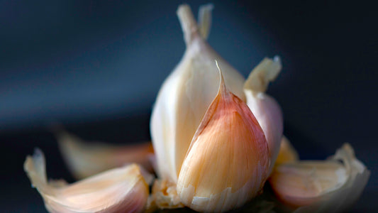 Fresh garlic bulb and cloves on a dark blue background
