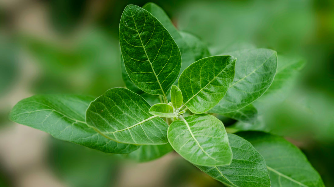 Green ashwagandha leaves against a soft dark green background
