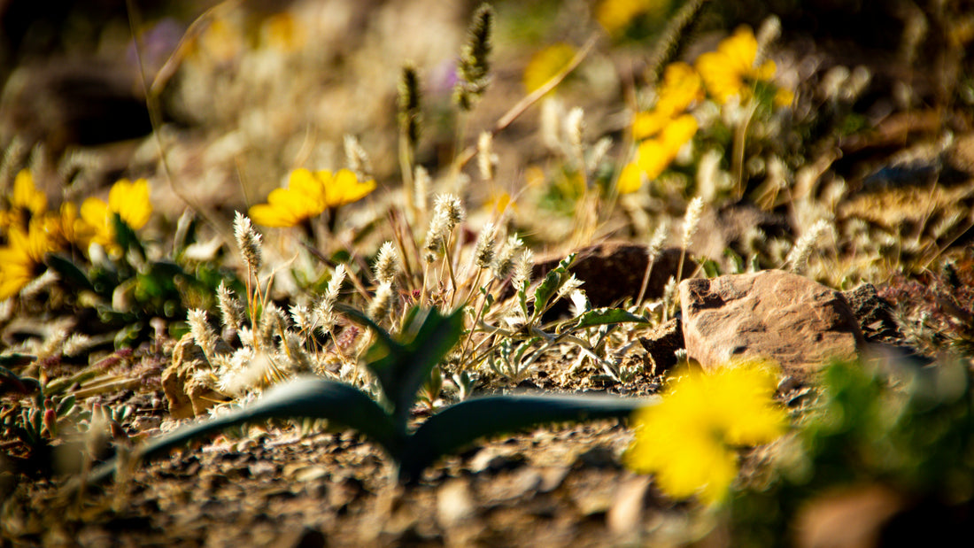 Low golden light on small yellow wildflowers in dry arid soil