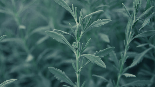 Soft silvery green sage leaves growing densely