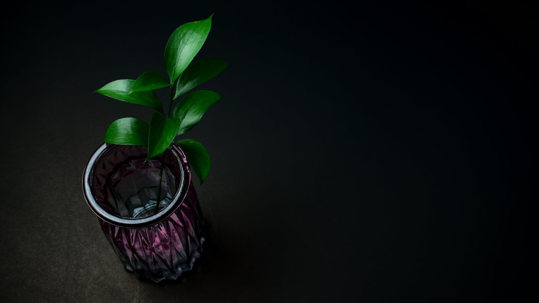 Small green plant in a glass vase against a dark moody background