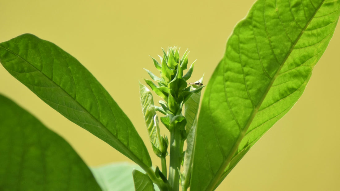 Flowering ashwagandha plant tip between broad green leaves