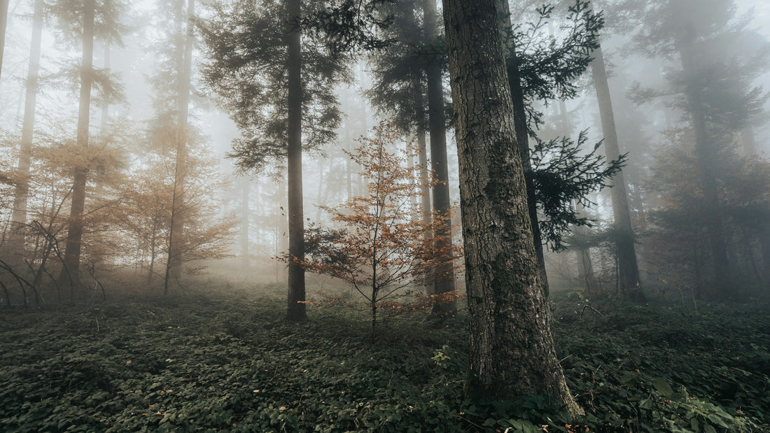 Calm misty pine forest with soft light and green undergrowth