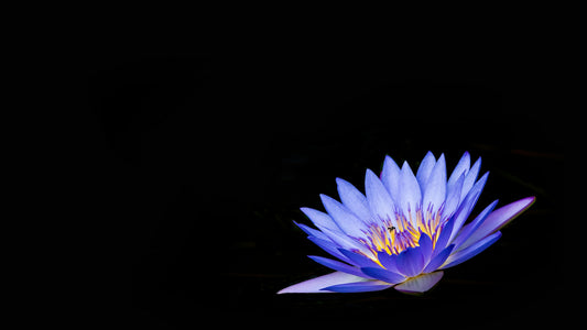 Single blue water lily flower glowing against a black background