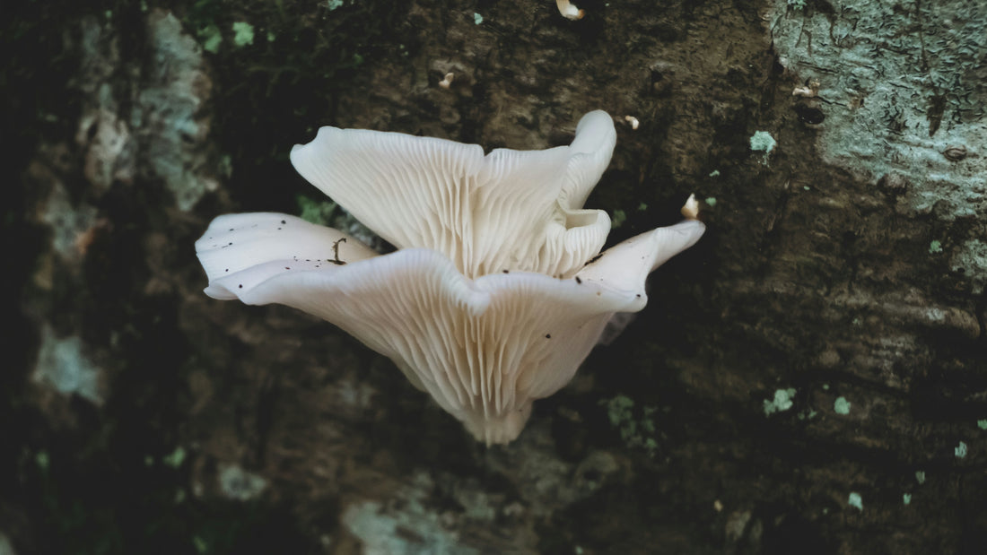Pale white bracket mushroom growing from a dark mossy tree trunk