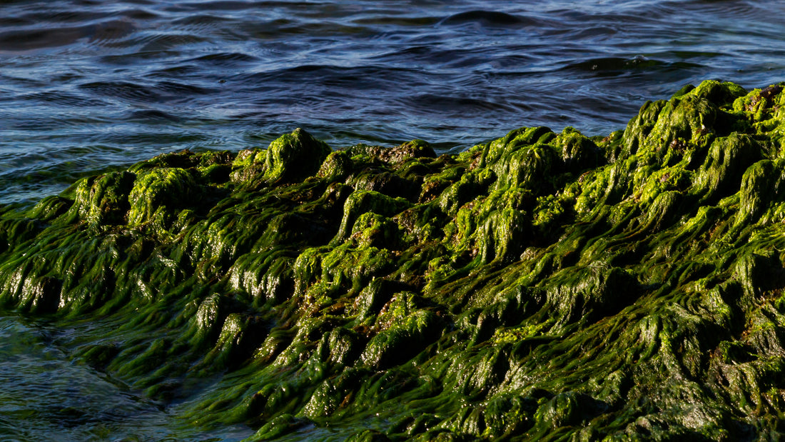 Green seaweed covering coastal rocks beside dark rippling sea water
