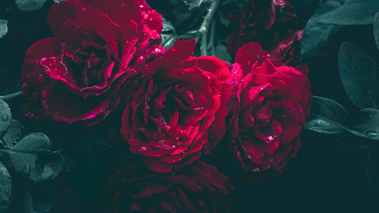 Deep red roses among dark green leaves